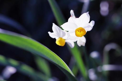 美しい水仙の花 美しい水仙の花 スイセン,花,水仙の写真素材