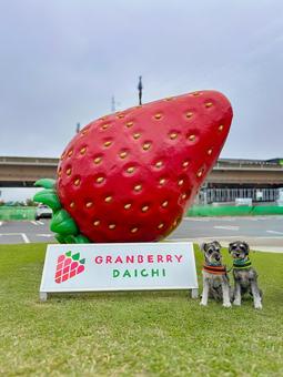 いちごのオブジェとワンコ いちごのオブジェとワンコ わんこ,犬,シュナの写真素材