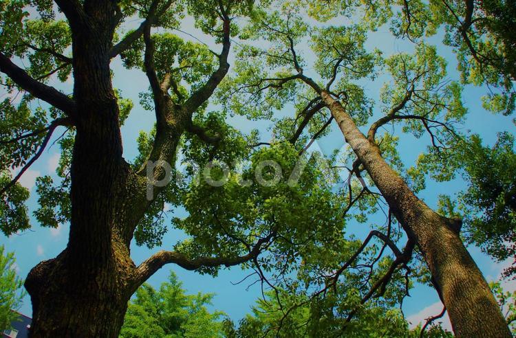 爽やかな公園の新緑な風景 新緑,若葉,森林浴の写真素材