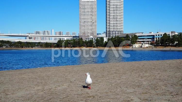 お台場ビーチのユリカモメ（東京都お台場） 冬,お台場ビーチ,ユリカモメの写真素材