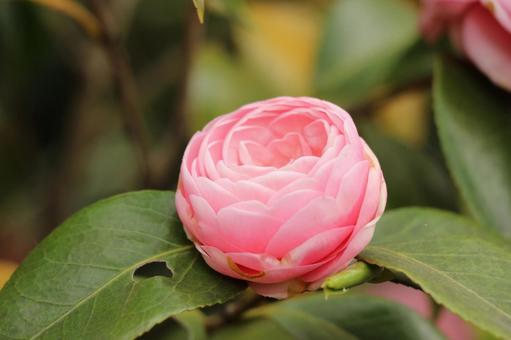 ぼたん椿 ぼたん椿の写真