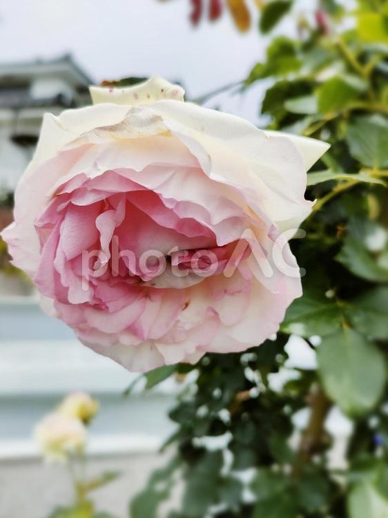 【花】5月のピエール・ド・ロンサール 花,バラ,薔薇の写真素材