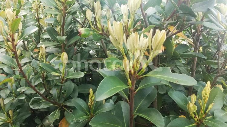 新緑の季節です 春,木,新芽の写真素材