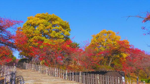 姫路城 千姫ぼたん園4 姫路城,白鷺城,紅葉の写真素材