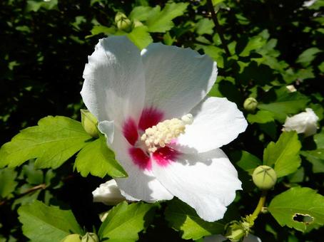[Flower photo] White Rose of Sharon, JPG