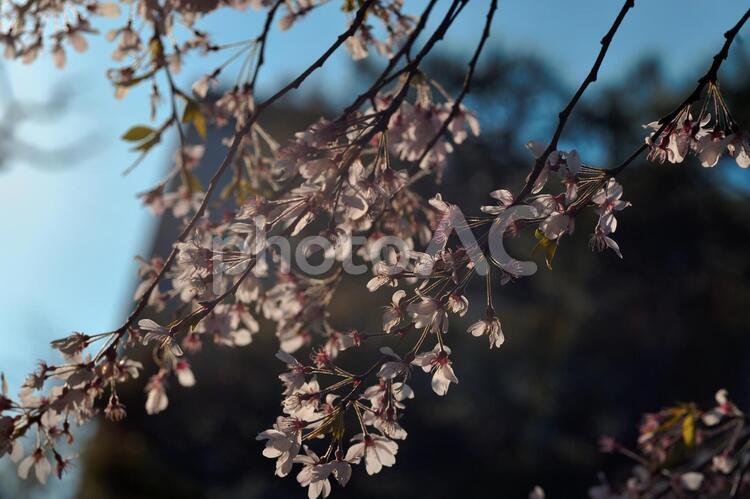 小石川後楽園の枝垂桜 桜,枝垂桜,しだれ桜の写真素材