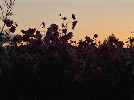 朝焼けに浮かぶ秋桜 秋桜,コスモス,シルエットの写真素材