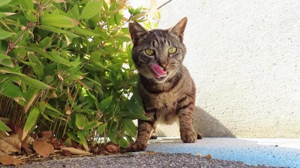お茶目に躍動するもふもふな猫様 猫,キジトラ,舌の写真素材