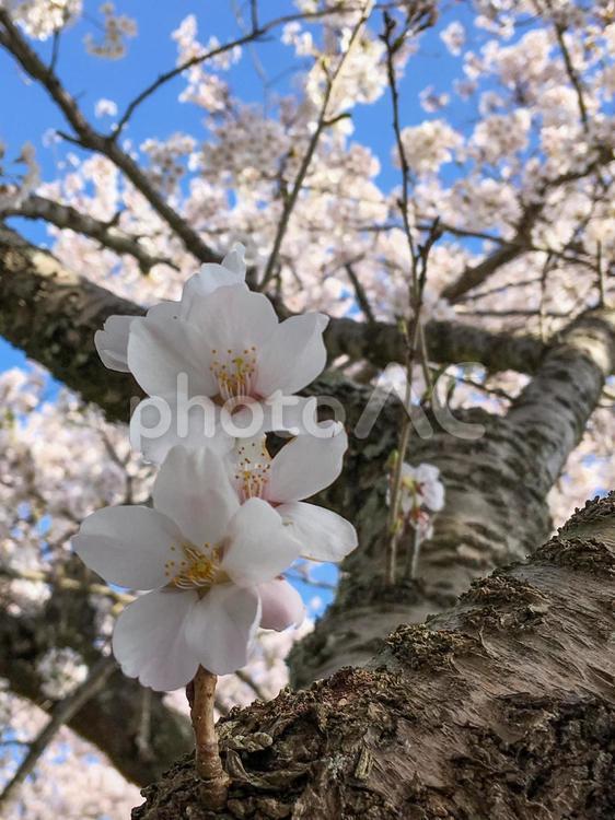 ソメイヨシノ（北条大池）01 桜,ソメイヨシノ,景色の写真素材
