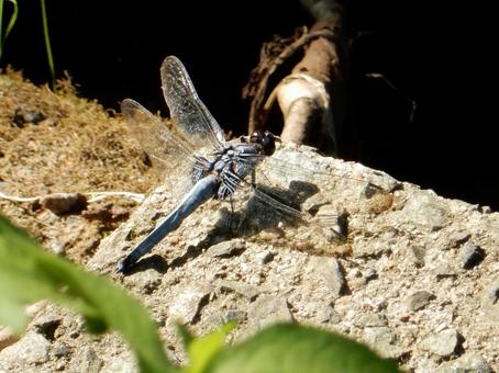 Photo, coconut shell, large salted dragonfly, dragonfly, 