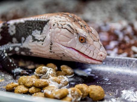 アオジタトカゲのアップ アオジタトカゲのアップの写真