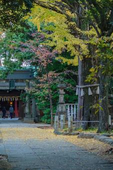 東京赤坂氷川神社の秋の風景 東京赤坂氷川神社の秋の風景 秋,銀杏,紅葉の写真素材