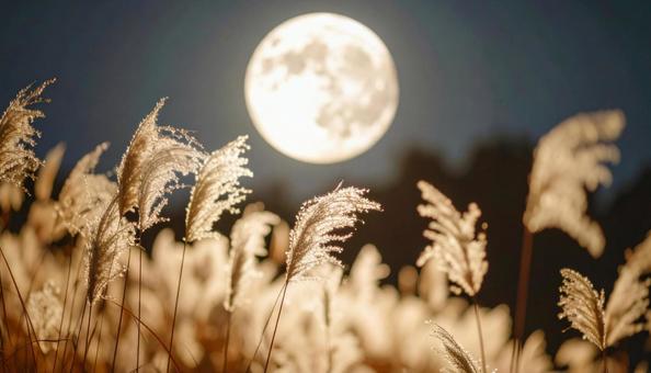 満月の夜のススキ 満月の夜のススキの写真