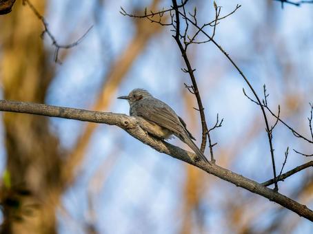 枝にとまるヒヨドリ 枝にとまるヒヨドリ ヒヨドリ,野鳥,鳥の写真素材