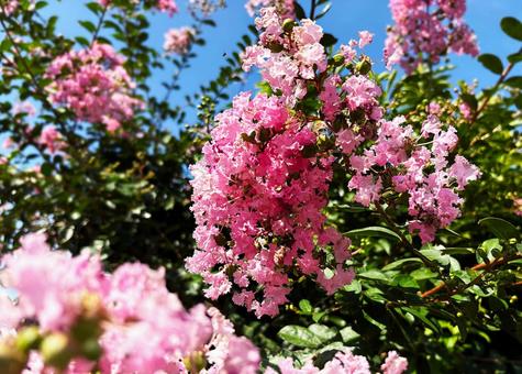 Crape myrtle, JPG