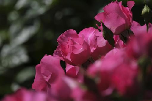 バラの花 バラの花の写真