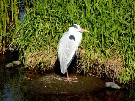 川の岸辺でくつろぐアオサギ 川の岸辺でくつろぐアオサギ アオサギ,鳥,野鳥の写真素材