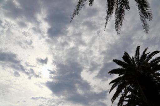 雲の多い空 太陽 ヤシの木 雲の多い空 太陽 ヤシの木 空,雲,曇りの写真素材