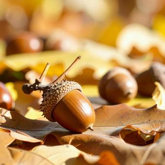 秋イメージ どんぐり ころころ 落ち葉 秋イメージ どんぐり ころころ 落ち葉の写真