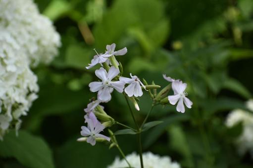 サポナリア の写真