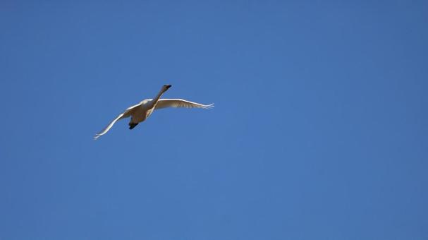 白鳥 白鳥の写真