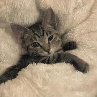 子猫 子猫の写真