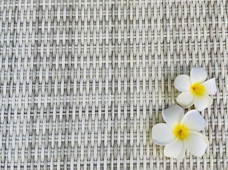 Plumeria, JPG Plumeria, JPG