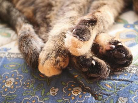 猫の脚 猫,猫の脚,肉球の写真素材