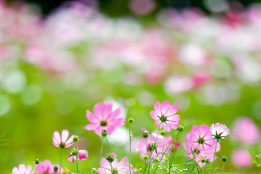 Glowing cosmos field scenery, JPG