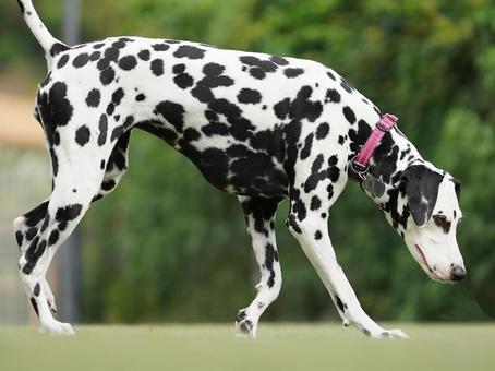ドッグランのダルメシアン ドッグランのダルメシアン 犬,ダルメシアン,dogの写真素材