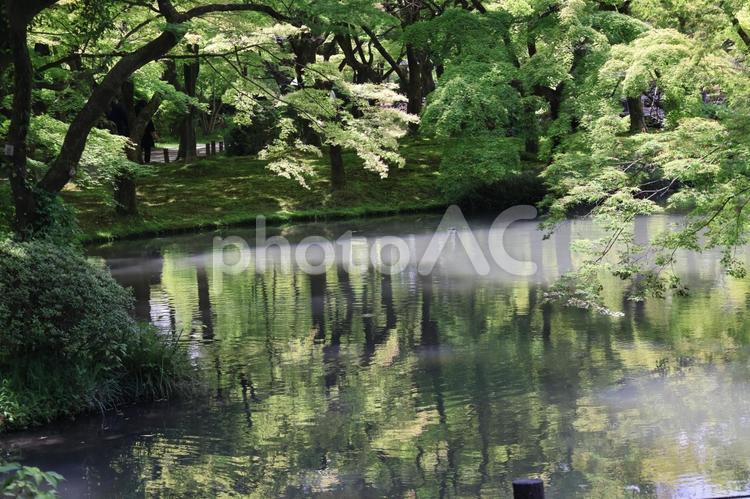 緑の木々の森と水面にうつる池のある公園 緑,木々,森の写真素材