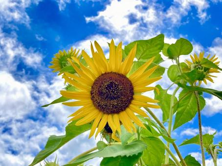 カメラを見つめるヒマワリ ひまわり,sunflower,青空の写真素材