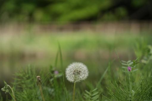 くさむらに生える綿毛 綿毛,タンポポ,たんぽぽの写真素材