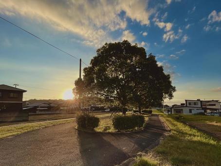 夏は続く 木,太陽,夕方の写真素材