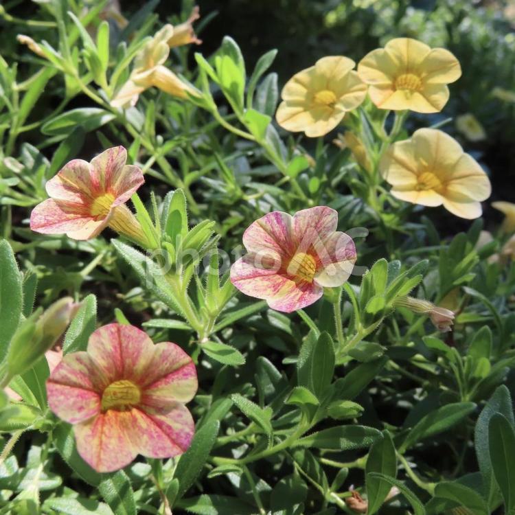 ペチュニア（衝羽根朝顔） ペチュニア,衝羽根朝顔,花の写真素材