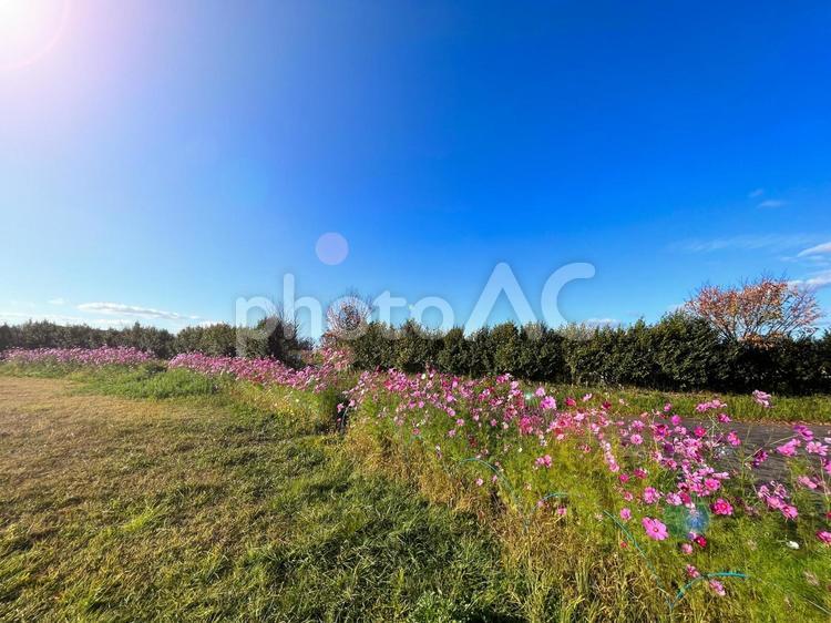 田舎の秋のコスモス畑と穏やかな太陽光 コスモス,秋桜,秋桜畑の写真素材