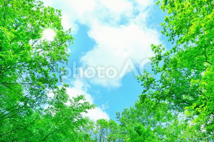 初夏の爽やかな青空と新緑 空,夏,緑の写真素材