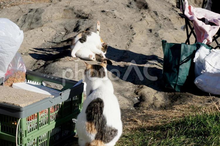 神奈川県城ヶ島の野良猫 神奈川県,城ヶ島,野良猫の写真素材