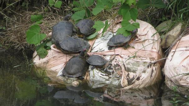 アカミミガメ アカミミガメ アカミミガメ,ミシシッピアカミミガメ,キバラガメの写真素材