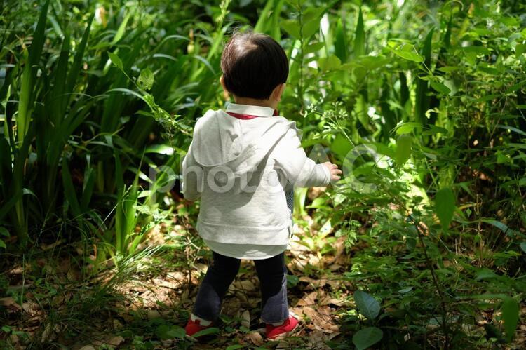 森を探検する子供 子供,男の子,男性の写真素材