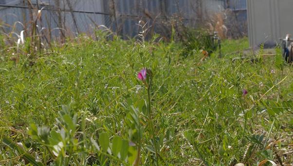 ヤハズエンドウ 花,春,ヤハズエンドウの写真素材