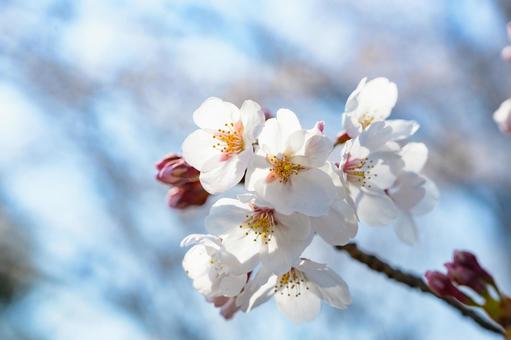 桜 桜の写真