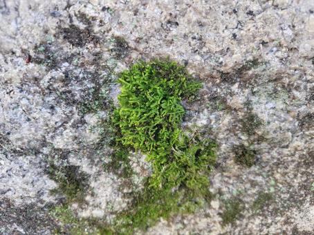 壁についた苔 苔,緑,自然の写真素材