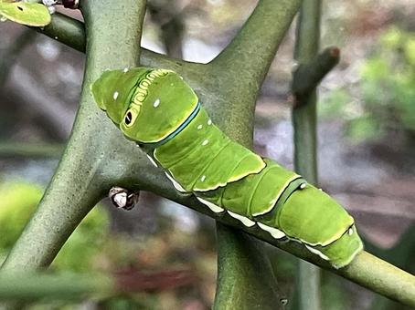 Parasitized swallowtail butterfly larvae, JPG Parasitized swallowtail butterfly larvae, JPG