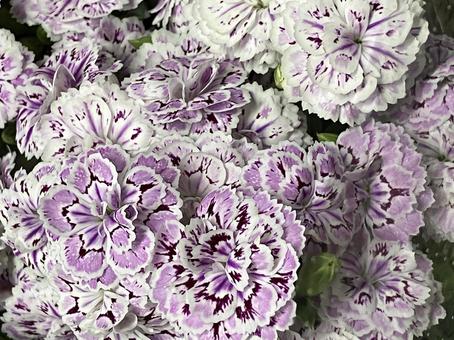 花（ラフィーネ）の写真