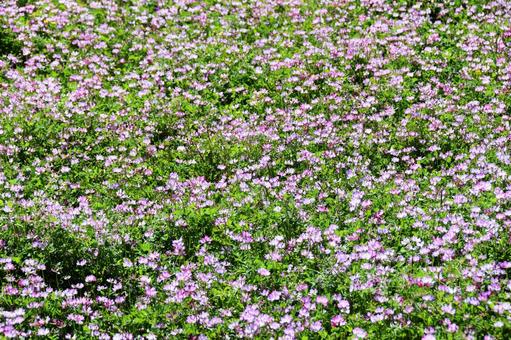 レンゲソウ(蓮華草) レンゲソウ(蓮華草)の写真