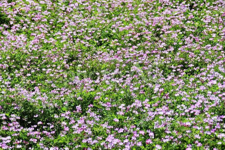 レンゲソウ（蓮華草） れんげ草,ピンク,春の写真素材