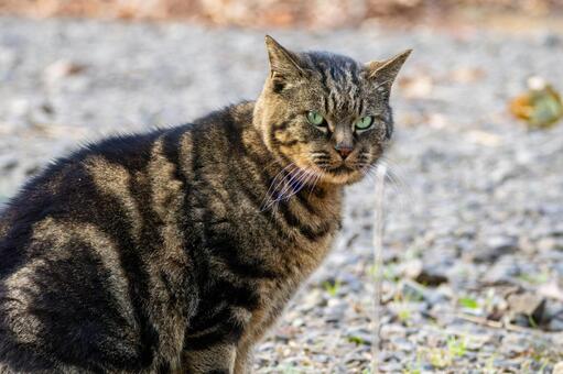 猫(294) 猫,食肉目,ネコ科の写真素材