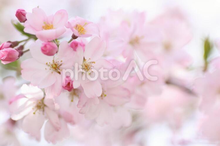 桜の花と蕾のクローズアップ 桜,さくら,サクラの写真素材