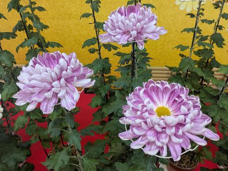 菊 菊,キク,秋の写真素材